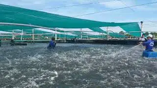 High density Whiteleg shrimp harvest (Litopenaeus vannamei)