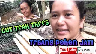 (SUBTITLE) TEBANG POHON JATI WITH  AMAIPERRY