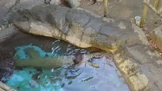 とくしま動物園　コツメカワウソ　てまり・海・福・三郎・あゆ・こむぎ