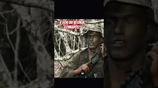 Fuzileiros navais comandos anf&iacute;bios #fuzileiro #militar #exercitobrasileiro #operacaopolicial