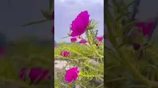 beutiful capture moment inside my home 🏠 garden 🏡 #nature#9bajiya#viral#trend