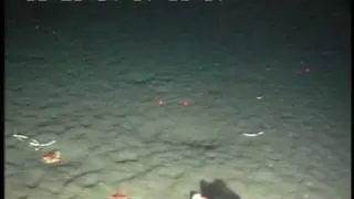 Cetacean bones AND Mediaster