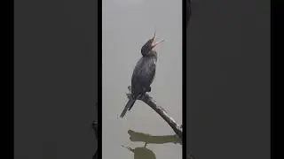 akita americano, kira en el tranque forestal 🪿🦆