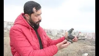 50 bin liralık güvercinlerine gözü gibi bakıyor