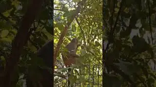 monkeys eating guava fruits😀