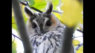 Long Eared Owls @ The Netherlands