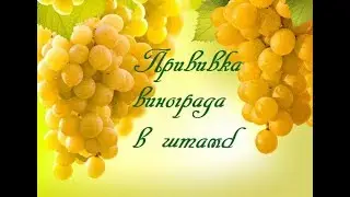 Прививка винограда в штамб.