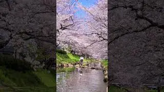 Top 10 Places to visit Cherry Blossom in Japan #sakura #japan #instagram #kyoto #tiktok