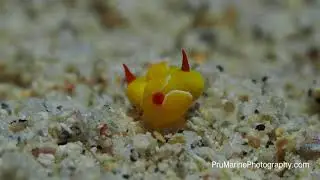 Siphopteron quadrispinosum mating