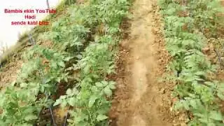 domates yetiştiriciliği p&uuml;f noktaları -s&uuml;rg&uuml;n alma - koltuk alma nasıl yapılır - budama - seracılık