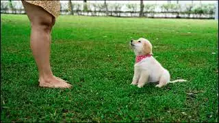 Woman is feeding food to Puppy | पिल्ले को खाना खिला रही हैं महिला |