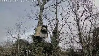 Squirrel interrupts Barney's sleep