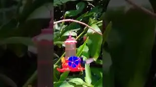 Swallow-tailed Hummingbird and Achira!(Canna)The other species flying around is Versicloured Emerald