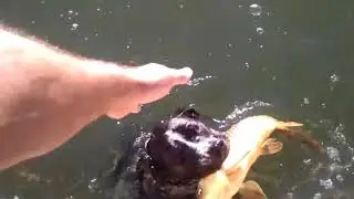 chien attraper du poisson