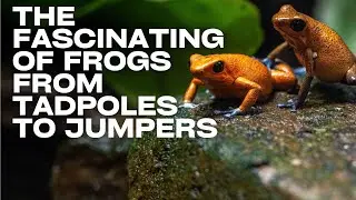 The Fascinating World of Frogs: From Tadpoles to Power Jumpers🐸🥚
