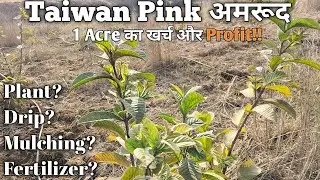 Taiwan Pink Guava 1 acre cost analysis || एक एकड़ ताइवान पिंक अमरूद खर्चा #ताइवानपिंक #taiwanpink