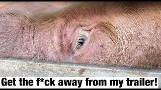 My First Pig Vigil in Butchertown
