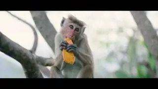 Sri Lanka | Indian Ocean Holidays / Шри Ланка (Kuoni - Find Your Amazing)