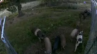 Sounder caught! (Hogg Boss Gates)