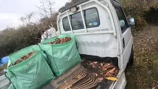 落葉撒き(2025.12.24)Spreading fallen leaves on the field