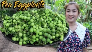 Pea Eggplants Recipe / Tasty Pea Eggplants Cooking / Cooking With Sreypov
