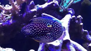 Marine Betta (Calloplesiops altivelis) - Tank Update - 1 yr 3 mo