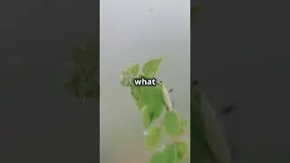 Can You Actually &lsquo;Smell&rsquo; Rain?  🌧️