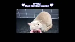 OPAWZ Cat Degreasing for Cat Grooming