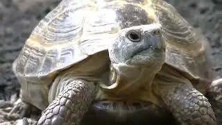 Darius The Tortoise