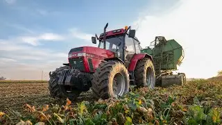 Kopanie burak&oacute;w cukrowych DWURZĘDOWYM kombajnem STOLL V202