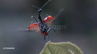 Questo &egrave; il coleottero giraffa: tra gli insetti pi&ugrave; particolari al mondo! 🤩.