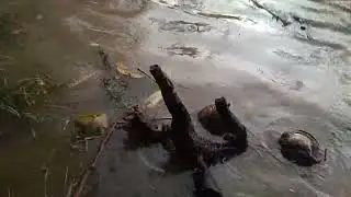 Hujan Semalaman Sungai Pemali Banjir 