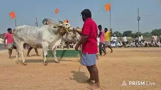 GLR 2  Sub Juniors Bulls |  నాదెండ్ల ఒంగోలు ఎద్దుల పందెం