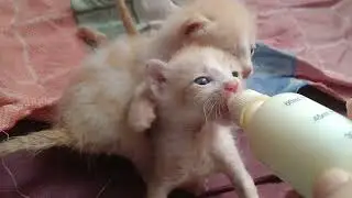 Bottle Feeding Without Kittens Fighting Is Boring A Healthy Competition To Drink Milk