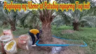 Fertilizer Application in Palm Oil Tree ngayong El Niño