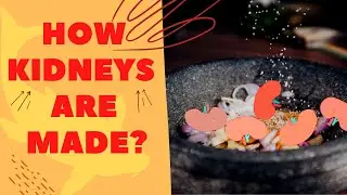 Development of Kidneys before birth