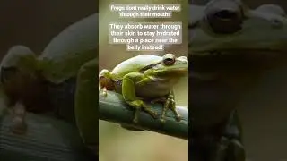 Frogs don't drink water actually...they absorb it..Fun Frog Facts