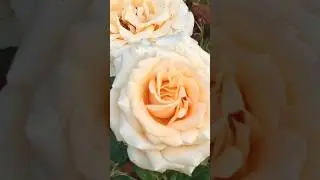 Flowers #flowers #youtube #shorts