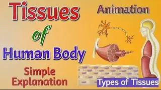 Human Tissues Explained | Types, Functions & Examples | Biology |Anatomy Insights