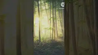 TOP 10 BEST FOREST PICTURE 💯💯💯💯💯