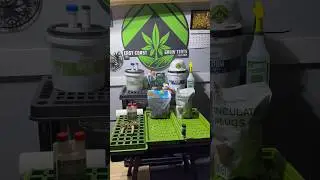 Cloning Cannabis Quick & Easy With Root Rush, Rapid Rooter & Flora Flex, Blueberry Muffin - Humboldt