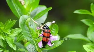 Black and Red Carabid Beetle is an invasive beetle that has spread across India