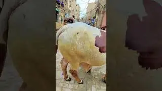 Bado badi cow 😍🫀#2024 #viral #bull #foryou #trending #sounds #sukkur #mandi #love