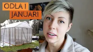 ODLA i JANUARI - Tomater planteras om och det är dags att starta växtbelysningen igen!