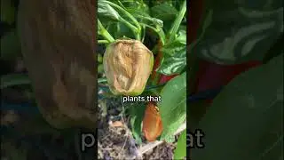 Protect Your Plants With SHADE