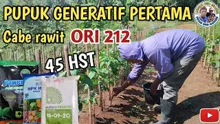 PUPUK GENERATIF PERTAMA CABE RAWIT ORI 212 [ Usia 45 HST ]