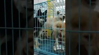 17 YULIN 2021  NoToDogMeat Foundation