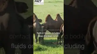 Why You Shouldn't Touch a Dead Camel | Fact Noted 🤯😮 #shorts #shortsfeed