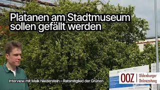 Oldenburg: Ratsmitglied der Gr&uuml;nen kritisiert geplante F&auml;llung der Platanen am Stadtmuseum
