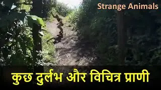 Unseen Strange Animals |Logical Expression| #facts #animals #hindi #video #bihar #amazing